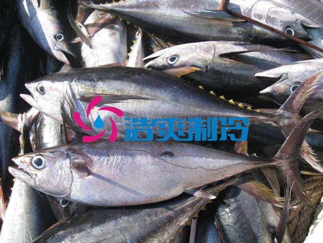 浩爽制冷,海鮮冷凍庫