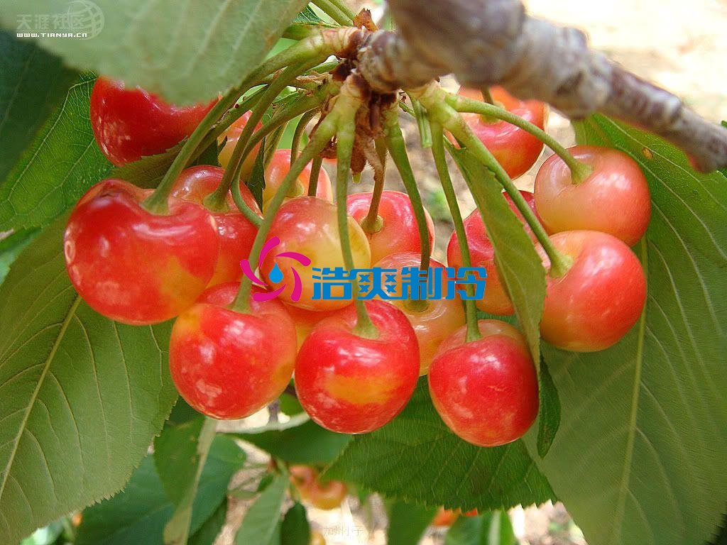 浩爽制冷，氣調(diào)庫，普通冷藏庫